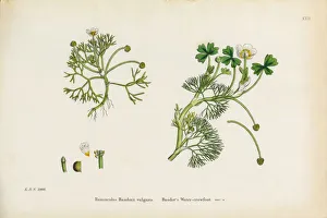 Baudotas Crowfoot, Ranunculus Baudotii vulgaris, Victorian Botanical Illustration, 1863 Baudotas Crowfoot, Ranunculus Baudotii vulgaris, Victorian Botanical Illustration, 1863