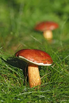 Bay Bolete (Boletus badius), edible mushroom Bay Bolete (Boletus badius), edible mushroom