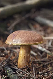 Bay Bolete -Boletus badius, syn. Xerocomus badius-, an edible mushroom, Gummersbach Bay Bolete -Boletus badius, syn. Xerocomus badius-, an edible mushroom, Gummersbach