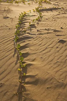 beach, beach morning glory, beach sand, beauty in nature, brown, color image, colour image beach, beach morning glory, beach sand, beauty in nature, brown, color image, colour image