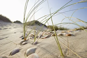 Beach near Conil de la Frontera, Costa de la Luz, Andalusia, Spain, Europe Beach near Conil de la Frontera, Costa de la Luz, Andalusia, Spain, Europe