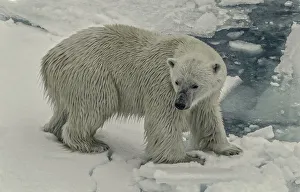 <b class=qtipBold><figcaption>Bear On Fragile Ground</figcaption></b><br>Polar bear walking on fragile breaking ice mimicking the fragile polar environment that now is at risk due to climate change.<br><em>© Wildestanimal 2015</em> Bear On Fragile Ground