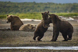 <b class=qtipBold><figcaption>Bear hang out</figcaption></b><br>Four coastal brown bears relax and play near a creek in Katmai National Park and Preserve, Alaska.<br><em>© 2015 Chase Dekker Wild-Life Images</em> Bear hang out
