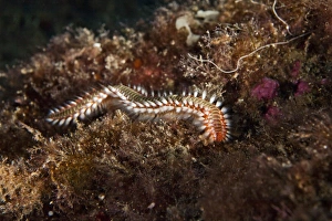 Bearded Fireworm -Hermodice carunculata-, near Santa Maria, Azores, Atlantic Ocean Bearded Fireworm -Hermodice carunculata-, near Santa Maria, Azores, Atlantic Ocean