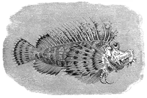 Bearded ghoul or Popeyed sea goblin (Inimicus didactylus) Bearded ghoul or Popeyed sea goblin (Inimicus didactylus)