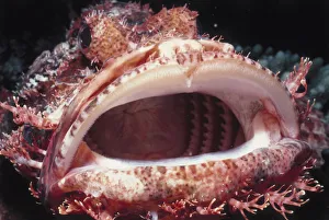 <b class=qtipBold><figcaption>Bearded Scorpionfish</figcaption></b><br>Jeff Rotman Underwater Photography, a0106-000090 Bearded Scorpionfish