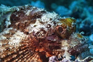 Bearded Scorpionfish -Scorpaenopsis barbata-, Gulf of Oman, Oman Bearded Scorpionfish -Scorpaenopsis barbata-, Gulf of Oman, Oman