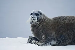 Bearded Seal, Nordaustlandet, Svalbard, Norway Bearded Seal, Nordaustlandet, Svalbard, Norway