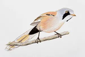 Bearded tit (Panurus biarmicus), perching on a branch Bearded tit (Panurus biarmicus), perching on a branch