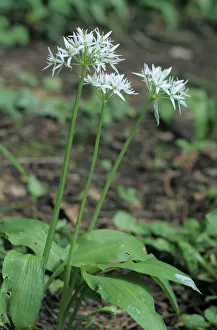 Bears garlic, wild garlic (Allium ursinum) Bears garlic, wild garlic (Allium ursinum)