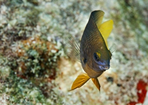 Related Images Gallery: Beau Gregory Fish