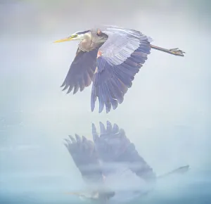 Beautiful Blue Misty Pastel Colors and Great Blue Heron in Flight in Pennsylvania Beautiful Blue Misty Pastel Colors and Great Blue Heron in Flight in Pennsylvania