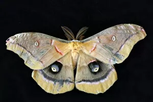 Horizontal Image Gallery: Beautiful Bugs