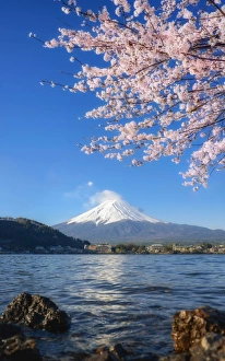 beautiful cherry blossoms with mount fuji in the morning at lake kawaguchi beautiful cherry blossoms with mount fuji in the morning at lake kawaguchi
