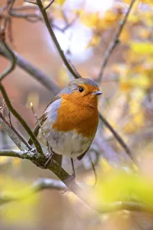 Beautiful European garden Robin red breast bird perched in autumn colours Beautiful European garden Robin red breast bird perched in autumn colours