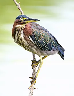 Beautiful Detail of Green Heron Feathers in Pennsylvania Beautiful Detail of Green Heron Feathers in Pennsylvania