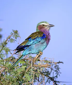 Beautiful Lilac Breasted Roller Against Blue Sky at Samburu, Kenya Beautiful Lilac Breasted Roller Against Blue Sky at Samburu, Kenya
