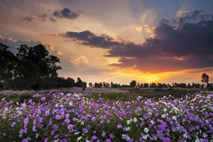 Beautiful Pink and White Wild Cosmos Wild Flowers Blooming in a Large Field at Sunset Beautiful Pink and White Wild Cosmos Wild Flowers Blooming in a Large Field at Sunset