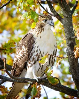 Beautiful Red Tailed Hawk (Buteo jamaicensis) Perched in Tree Beautiful Red Tailed Hawk (Buteo jamaicensis) Perched in Tree