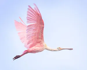 Beautiful Roseate Spoonbill in Pink Flying Against Blue Sky at Fort Myers Beach, Florida Beautiful Roseate Spoonbill in Pink Flying Against Blue Sky at Fort Myers Beach, Florida
