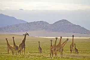 beauty, clouds, color image, colour image, curious, day, giraffa camelopardalis, giraffe beauty, clouds, color image, colour image, curious, day, giraffa camelopardalis, giraffe