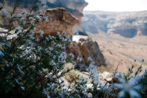 beauty in nature, botany, day, free state province, freshness, geology, golden gate beauty in nature, botany, day, free state province, freshness, geology, golden gate