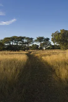 beauty in nature, bush, day, diminishing perspective, grass area, idyllic, landscape beauty in nature, bush, day, diminishing perspective, grass area, idyllic, landscape