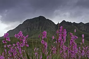 Images Dated 15th June 2011: beauty in nature, color image, day, daytime, helderberg, horizontal, landscape, meadow