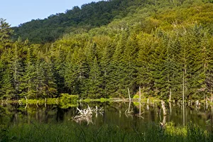 Beaver pond on edge of Camels Hump State Park in Duxbury, Vermont, USA Beaver pond on edge of Camels Hump State Park in Duxbury, Vermont, USA