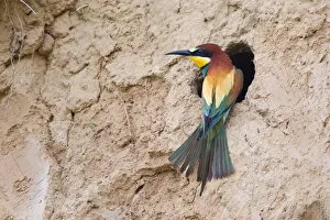 Bee-eater -Merops apiaster- perched outside breeding tube, Saxony-Anhalt, Germany Bee-eater -Merops apiaster- perched outside breeding tube, Saxony-Anhalt, Germany