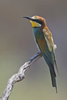 Bee-eater (Merops apiaster), sits on a branch, Rhineland-Palatinate, Germany Bee-eater (Merops apiaster), sits on a branch, Rhineland-Palatinate, Germany