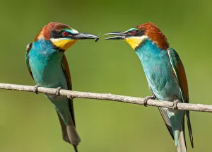Bee-eater Pearching Pair Bee-eater Pearching Pair