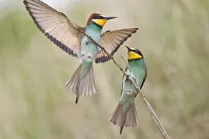 Two Bee-eaters (Merops apiaster) preched on a twig, Saxony-Anhalt, Germany Two Bee-eaters (Merops apiaster) preched on a twig, Saxony-Anhalt, Germany
