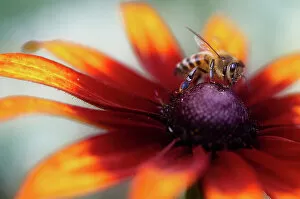Flower Art Gallery: Bee on Gaillardia flower