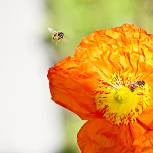 <b class=qtipBold><figcaption>Bee Whiz</figcaption></b><br>A closeup, macro capture of a bee with tiny wings spread and in flight next to a bright orange Icelandic Poppy which another bee is pollinating.<br><em>© 2009-2010 Susan Gary</em> Bee Whiz