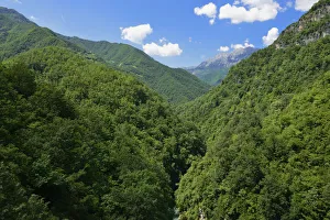 Beech forest in Moraca Canyon between Podgorica and Kolasin, Crna Gora, Montenegro Beech forest in Moraca Canyon between Podgorica and Kolasin, Crna Gora, Montenegro