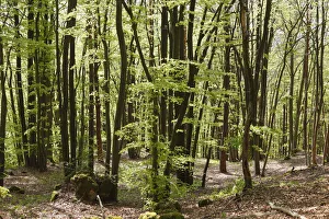 Beech forest in spring, Franconian Switzerland, Upper Franconia, Franconia, Bavaria Beech forest in spring, Franconian Switzerland, Upper Franconia, Franconia, Bavaria