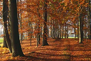 Beech grove with autumn-coloured leaves, European Beech -Fagus sylvatica- Beech grove with autumn-coloured leaves, European Beech -Fagus sylvatica-