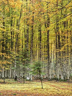 Beech Tree Forest in Autumn, with his leaves of colors Beech Tree Forest in Autumn, with his leaves of colors
