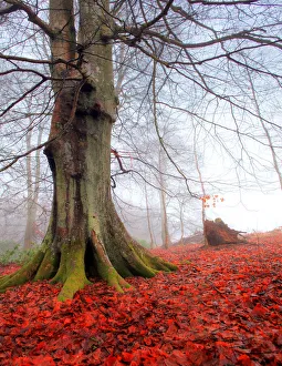 Beech tree in mist with red flower forest Beech tree in mist with red flower forest