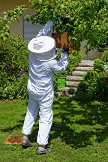 Beekeeper collecting a new colony of Honey Bees -Apis mellifera- from the trunk of an Beekeeper collecting a new colony of Honey Bees -Apis mellifera- from the trunk of an