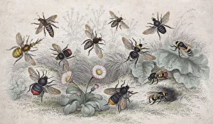 Queen Bee of Bumblebee