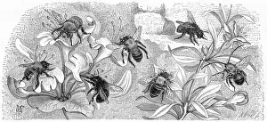 <b class=qtipBold><figcaption>Bees engraving 1884</figcaption></b><br>Brehms Thierleben (Tierleben). Allgemeine Kunde des Thierreichs. Vierte Abtheilung - Wirbellofe Thiere. Leipzig Verlag, 1884.<br><em>© This content is subject to copyright.</em> Bees engraving 1884