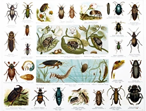 Beetles
