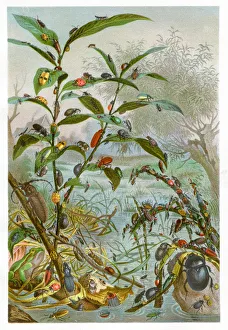 <b class=qtipBold><figcaption>Beetles Chromolithograph 1884</figcaption></b><br>Brehms Thierleben (Tierleben). Allgemeine Kunde des Thierreichs. Vierte Abtheilung - Wirbellofe Thiere. Leipzig Verlag, 1884.<br><em>© This content is subject to copyright.</em> Beetles Chromolithograph 1884