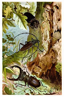 Beetles Chromolithograph 1884 Beetles Chromolithograph 1884