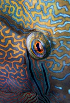<b class=qtipBold><figcaption>Beholder</figcaption></b><br>Eye of napoleon fish.<br><em>© Andrey Narchuk</em> Beholder