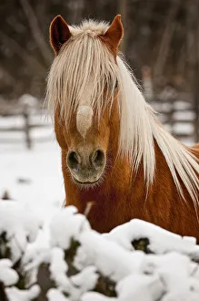 <b class=qtipBold><figcaption>Belgian Horse In Winter</figcaption></b><br>A Belgian horse is standing behind a snow covered cedar. Out of focus fences and trees in behind.<br><em>© Copyright 2012 Michael Cummings</em> Belgian Horse In Winter