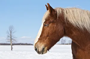 <b class=qtipBold><figcaption>Belgian In Winter</figcaption></b><br>A Belgian horse is looking left in a winter scene. Snow is covering the ground with a tree on the left side. The sky is blue with a few clouds.<br><em>© Copyright 2011 Michael Cummings</em> Belgian In Winter