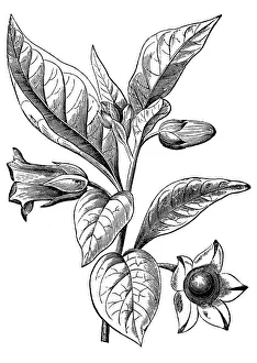 Belladona or Deadly Nightshade (Atropa belladonna) Belladona or Deadly Nightshade (Atropa belladonna)